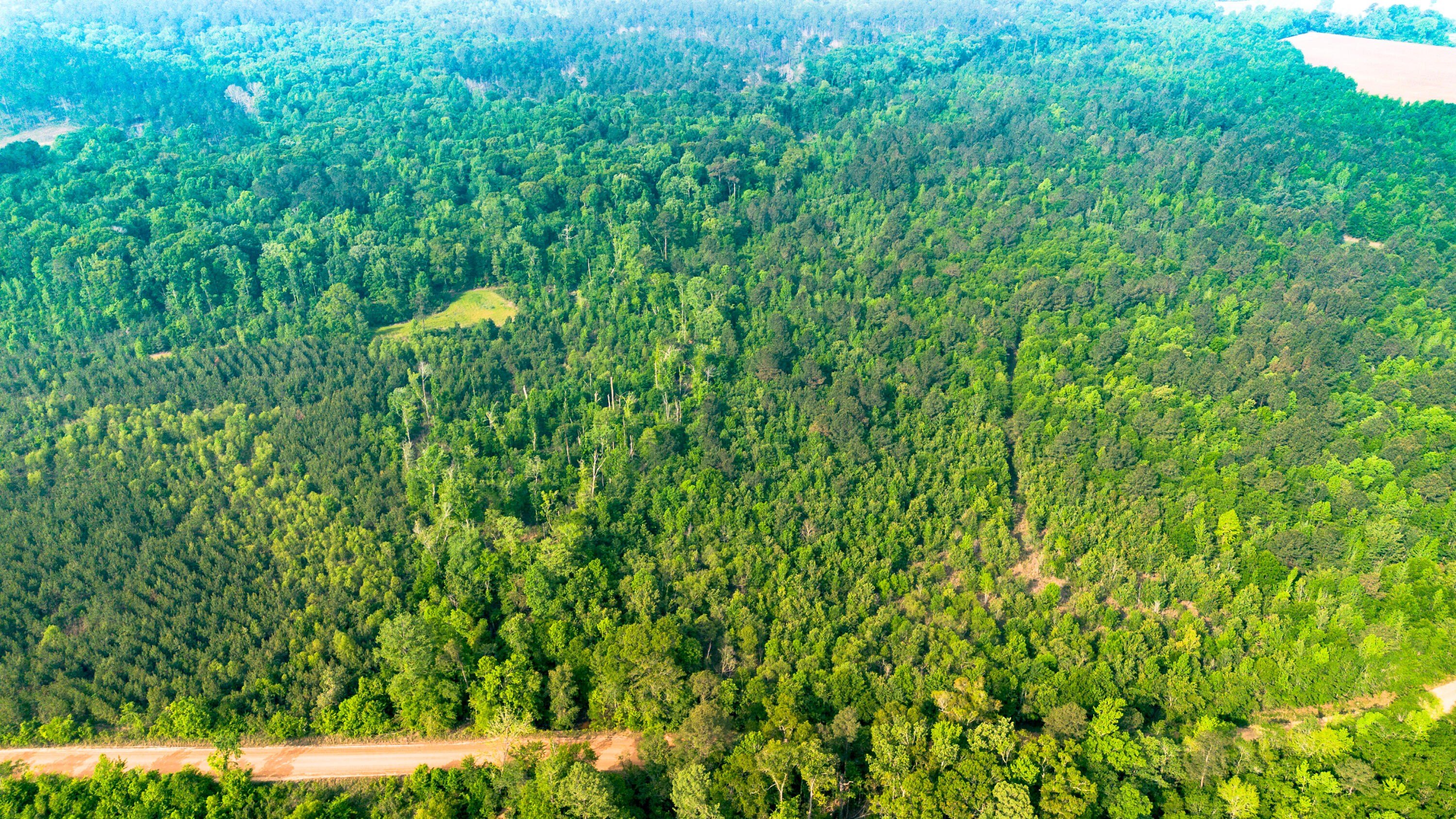 70 Acres Hunting Land, Millen