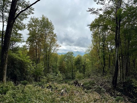 Sapphire, NC Homesite with Views