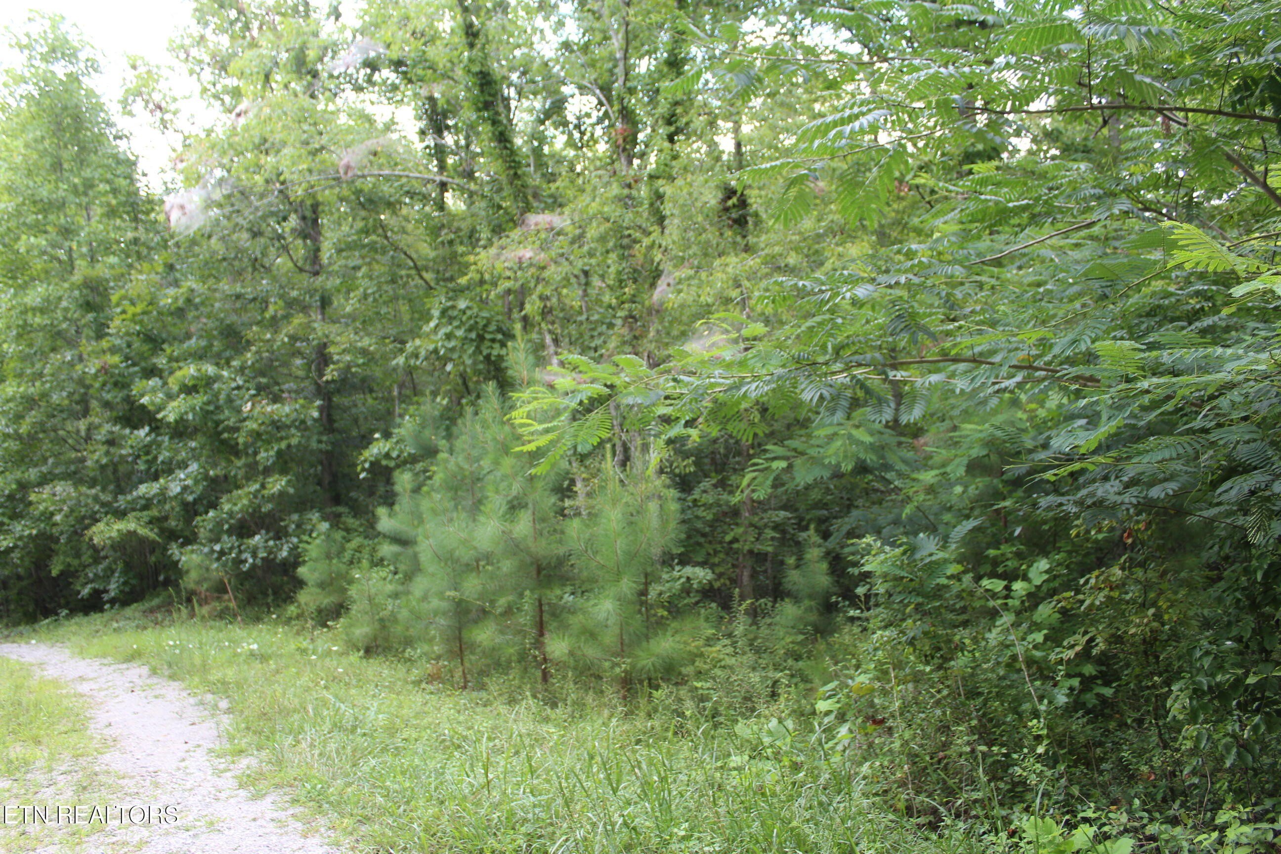 Wooded Acreage in Jamestown, TN