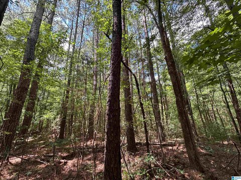 Timbered Hunting and Recreation Tract