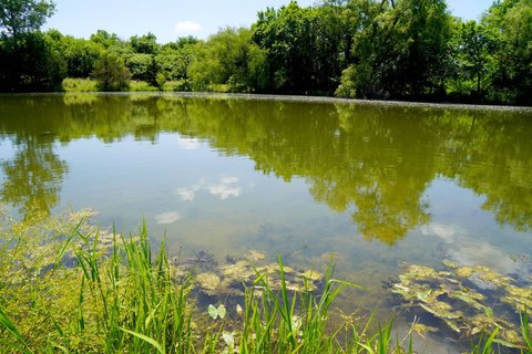 Recreational Hunting Land with Pond