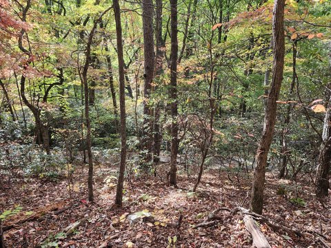 Sevierville, TN Wooded Lot