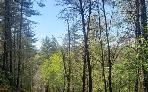 Vacant Lot in Mineral Bluff