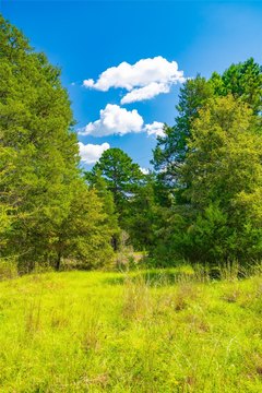 Heavily Wooded Hunting Ranch Land