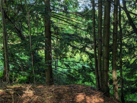 Wooded Getaway by Indian River