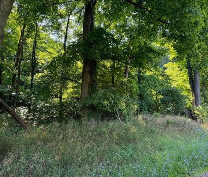 Timbered Hunting Land