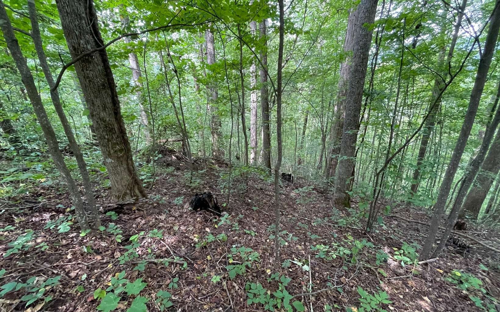 Hiawassee, GA Wooded Land Lot