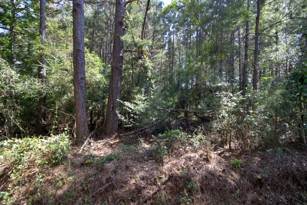 Picture 5