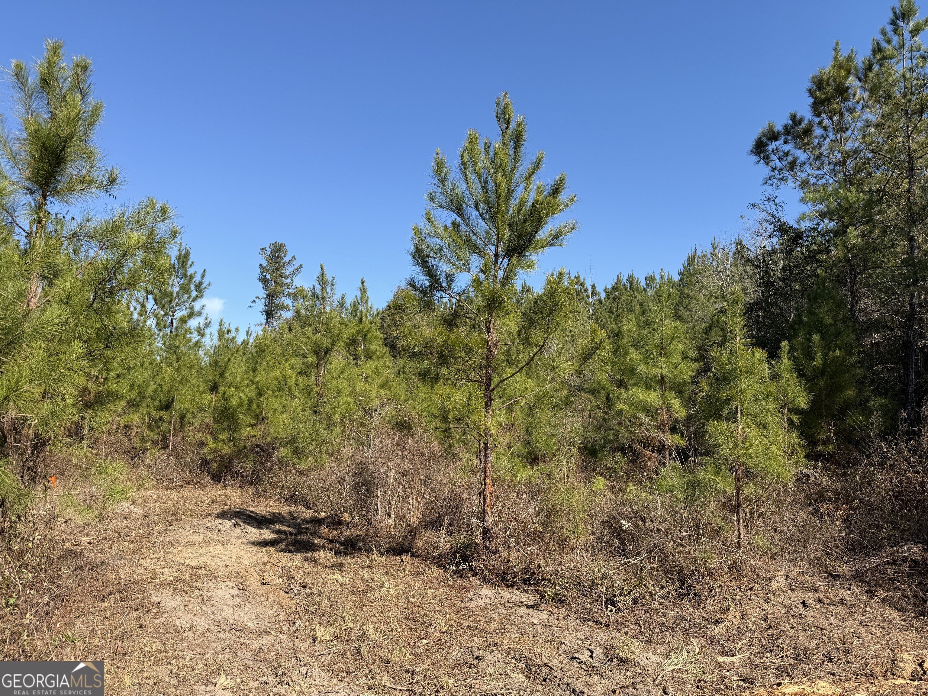 Secluded Hunting and Homesite Land