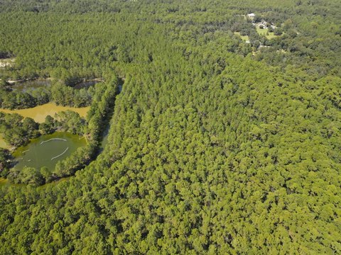Timbered Coastal Land Tract