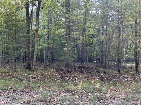 Wooded Lot Near Chain Lakes
