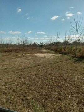 Valdosta Land with Pecan Orchard