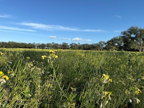 Chiefland, FL 10-Acre Parcel