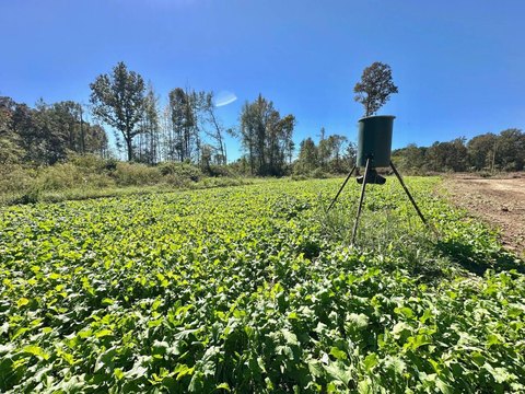 Bayou Pierre Hunting Property