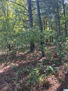 LAND/LOTS, SPRINGVILLE, AL