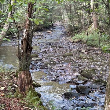 Wooded Hunting Land with Stream