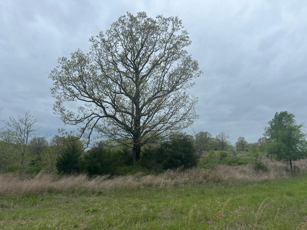 Picture 21