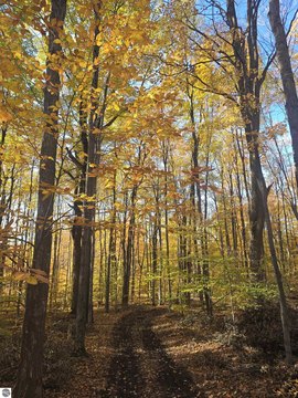 Wooded Hunting Land Parcel