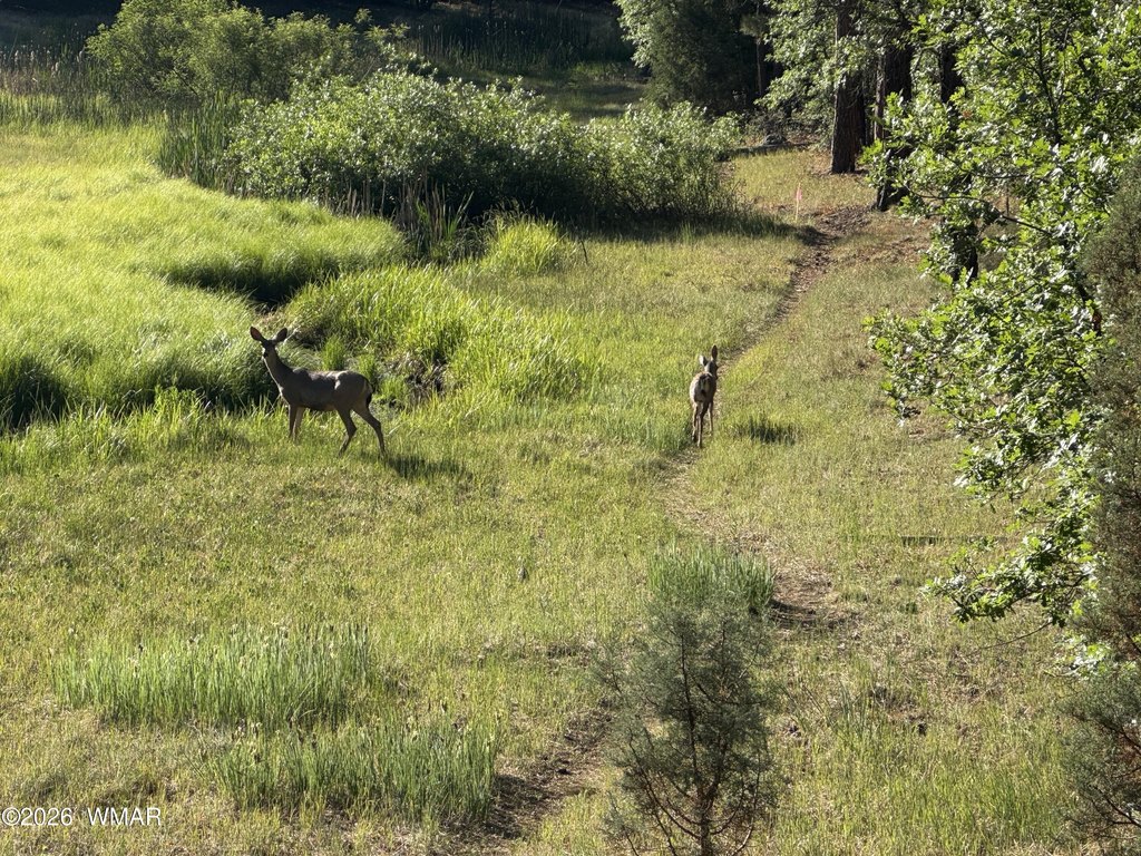 Picture 35