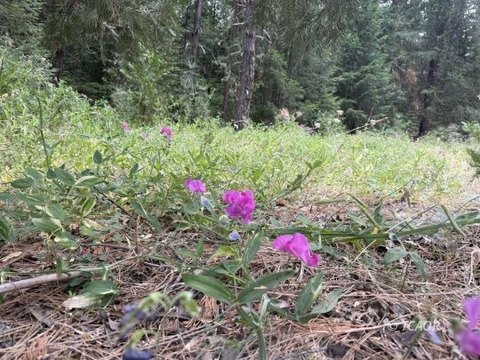 Vacant Land, Trinity Center, CA