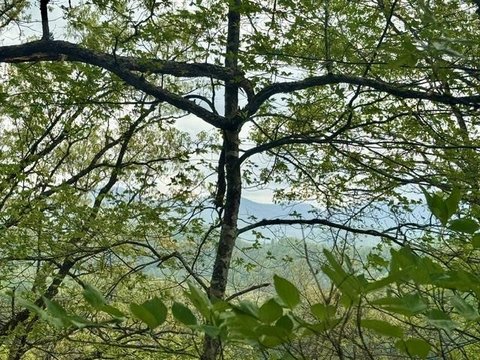 Cullowhee Mountain Getaway Land