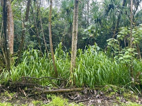 Land, Pahoa, HI