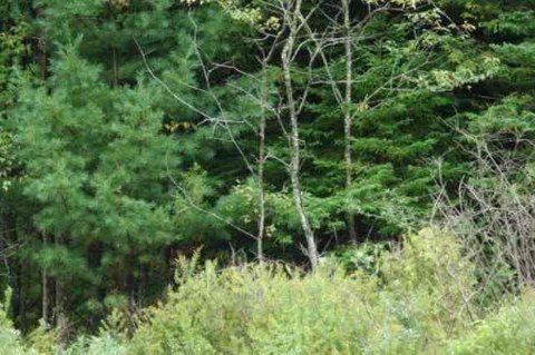 Land with Wooded Lot
