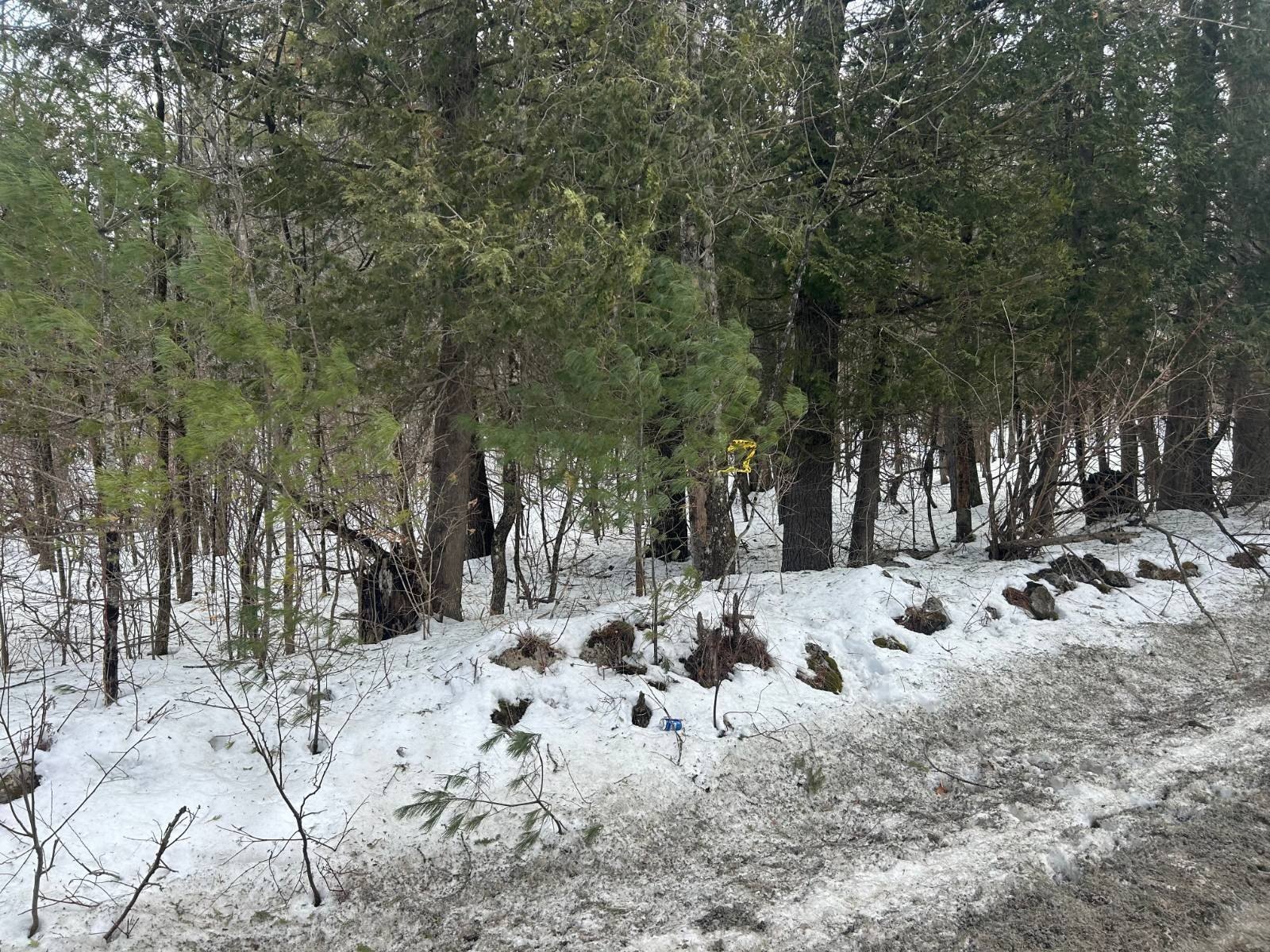 50 Acre Wooded Land Parcel
