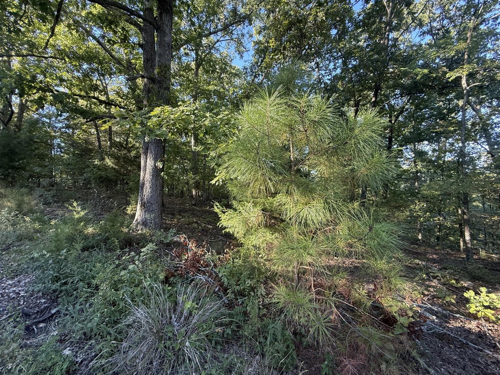 Picture 6