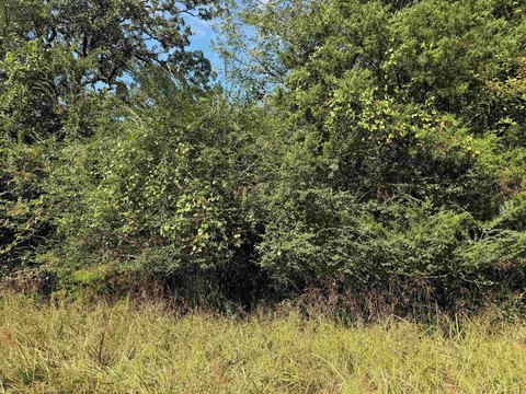 70 Acres Pine Plantation Land