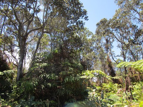 Volcano, HI Land for Sale