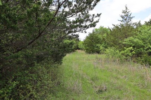 Forested Hunting Land with Road Frontage