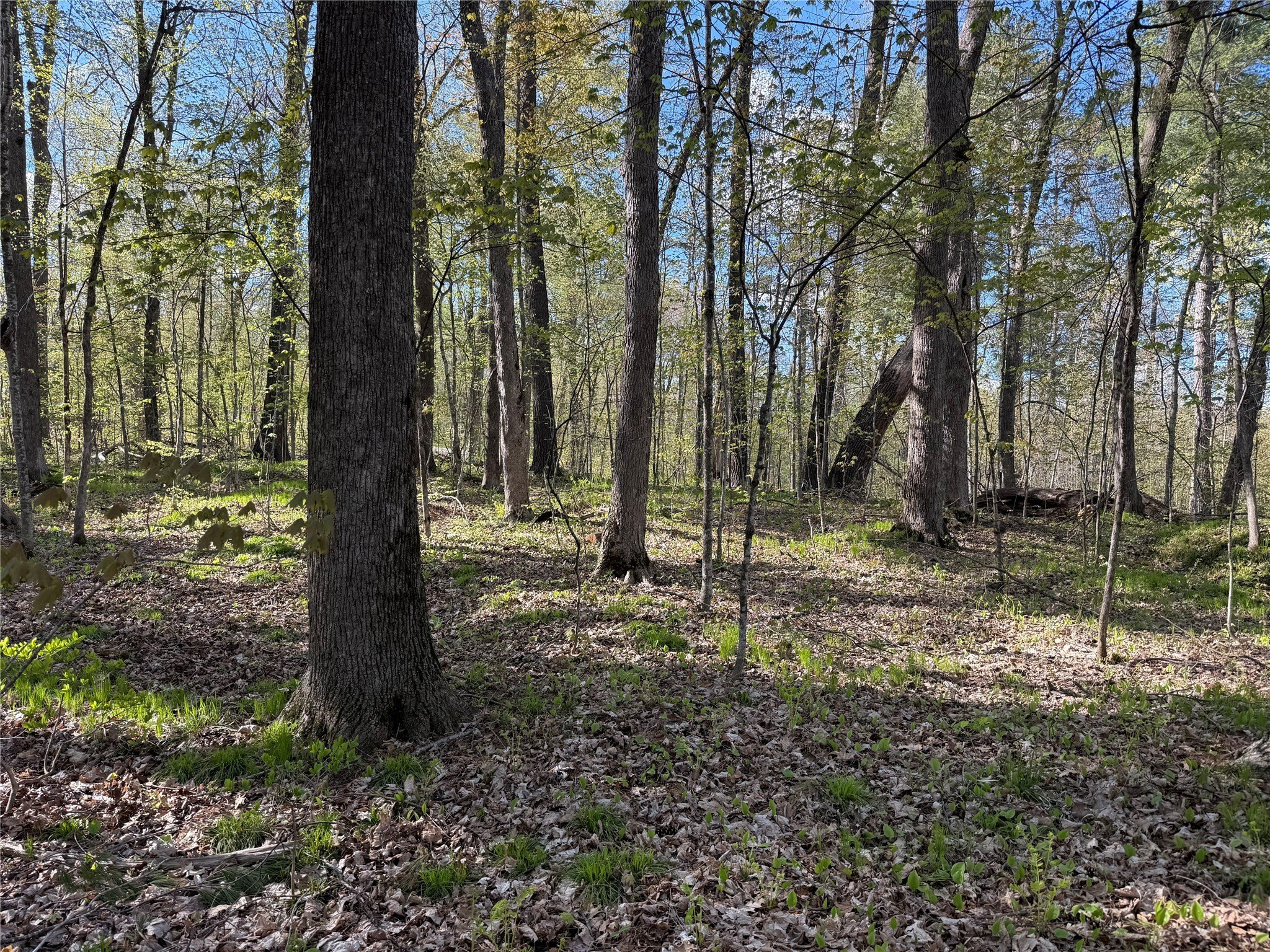 Sarona Buildable Lot Near Long Lake
