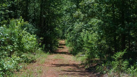 Wooded Hunting Land with Creek