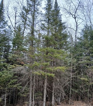 Minocqua Vacant Land Parcel