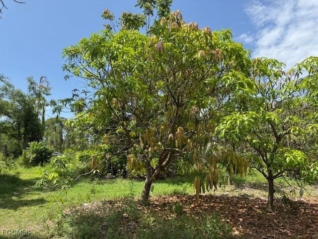 Bokeelia Land with Mango Trees