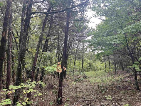 Wooded Land in Harrison, AR