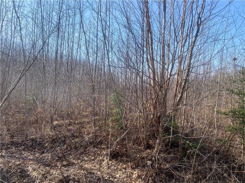 360 Acres of Forestland