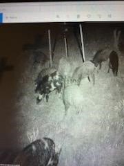 Picture 14