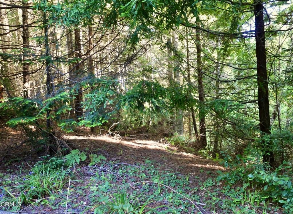 Picture 8