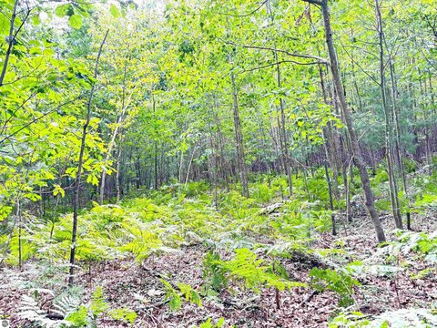 Hunting Land Tract