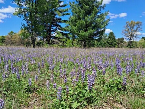 Newaygo Land with Hunting Potential