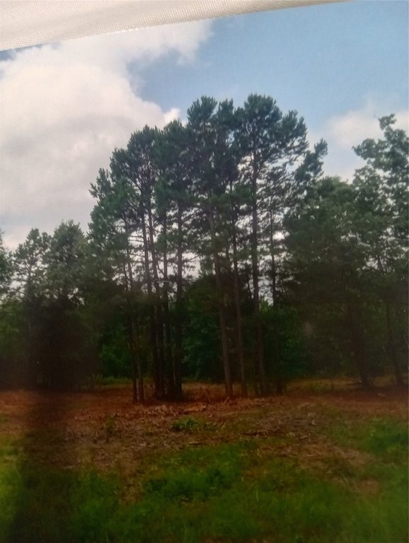 Picture 8