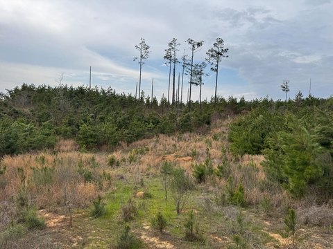 Rural Hunting and Timber Tract