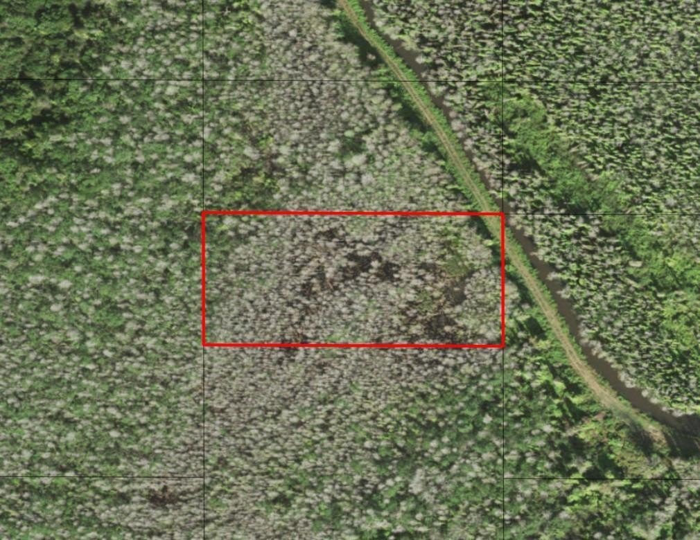 Holopaw Groves Hunting Land