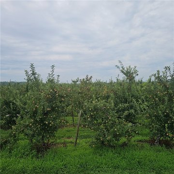 LAND - Albion, NY
