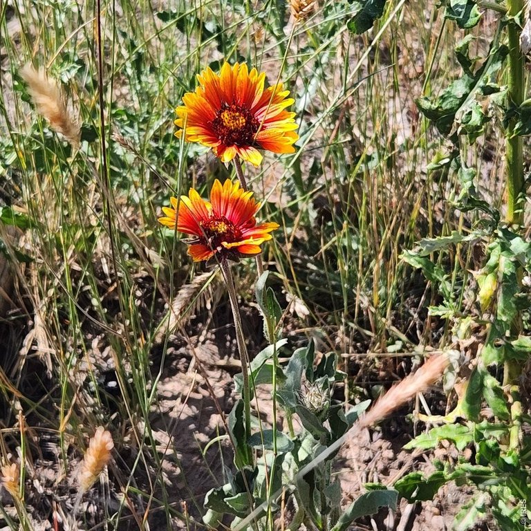 Picture 26