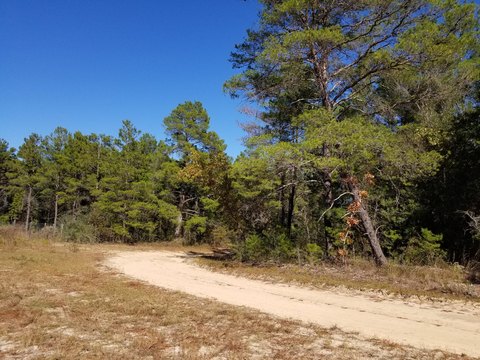 Wooded Corner Lot in Crestview