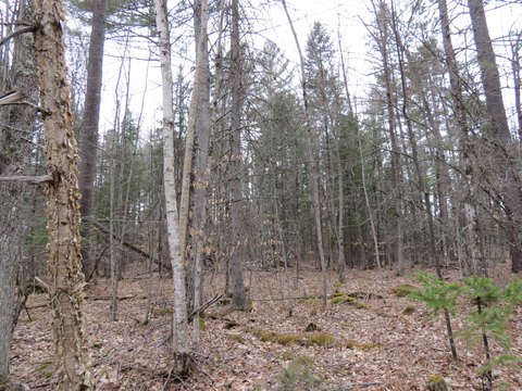 Corner Lot in Au Sable Acres