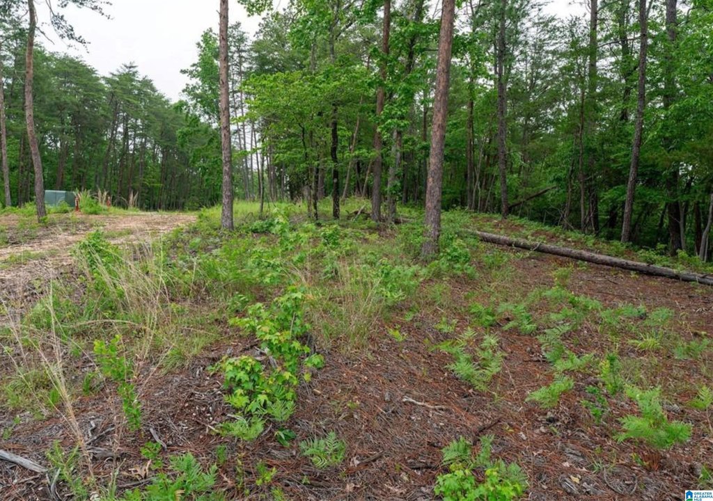 Picture 8